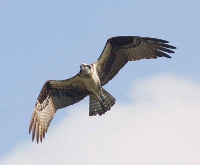 Today, an osprey…