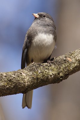 A Poem Written For You As Priority…