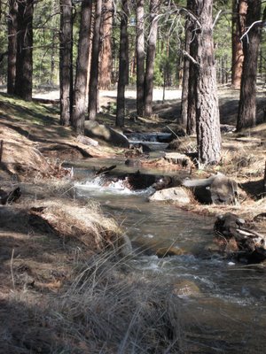 THE YOGI COACH: Barbed-Wire Dharma