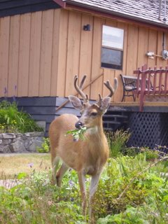 We Are Back and Fully Loaded with Northwest CHI, baby!