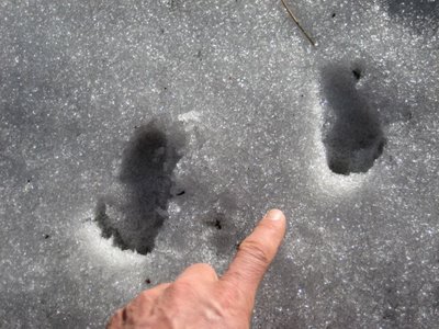 SnowTrack Answer; The Track That No One Tracked!