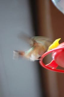 Come Vist My New "Secret Herbs" Website!! and…Cold Pressed Hummers…